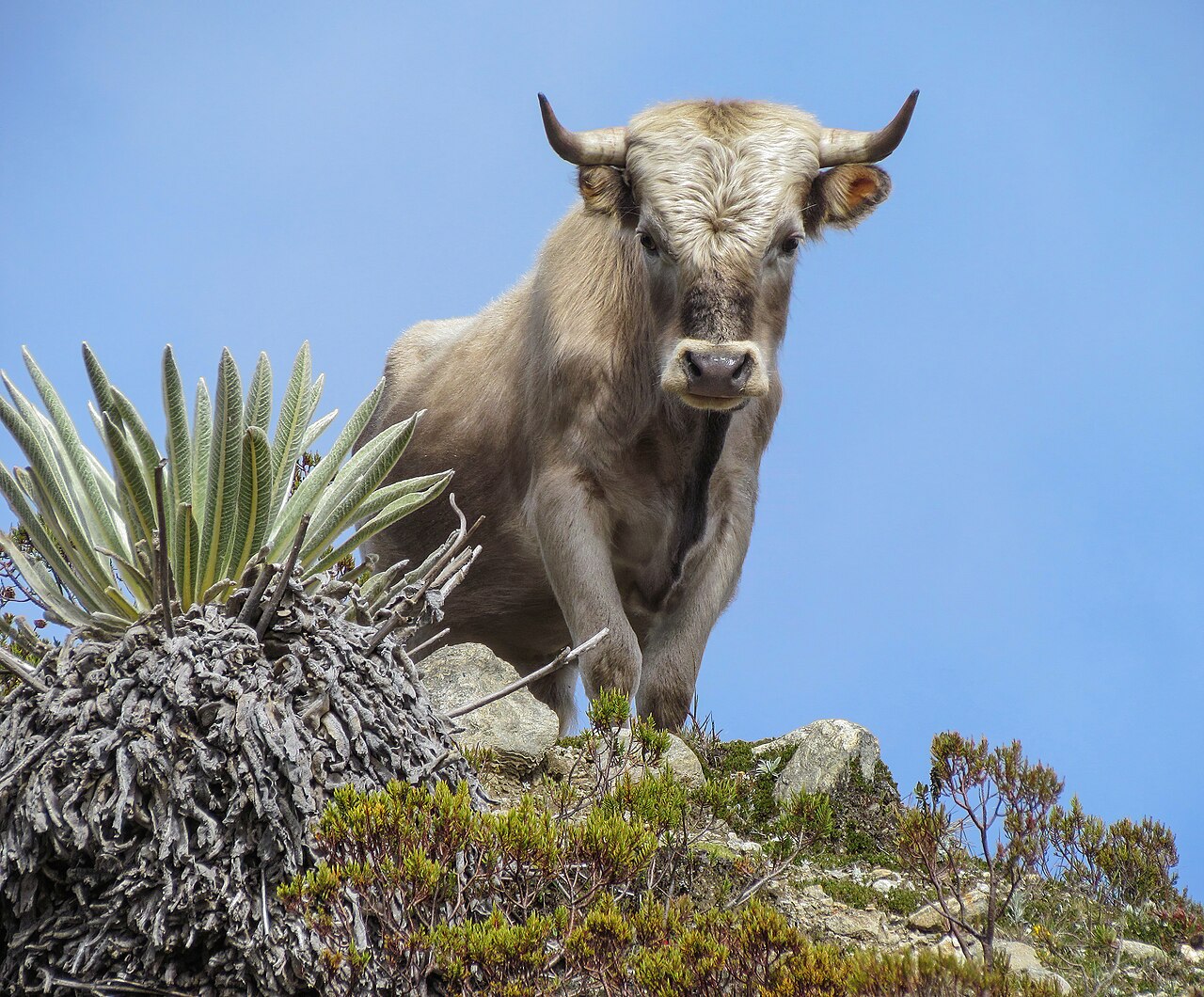 Charolais cattle