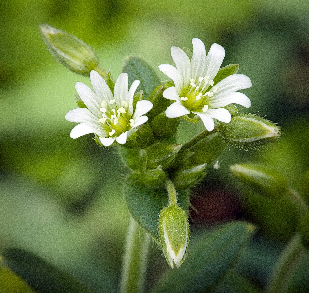 Cerastium holosteoides