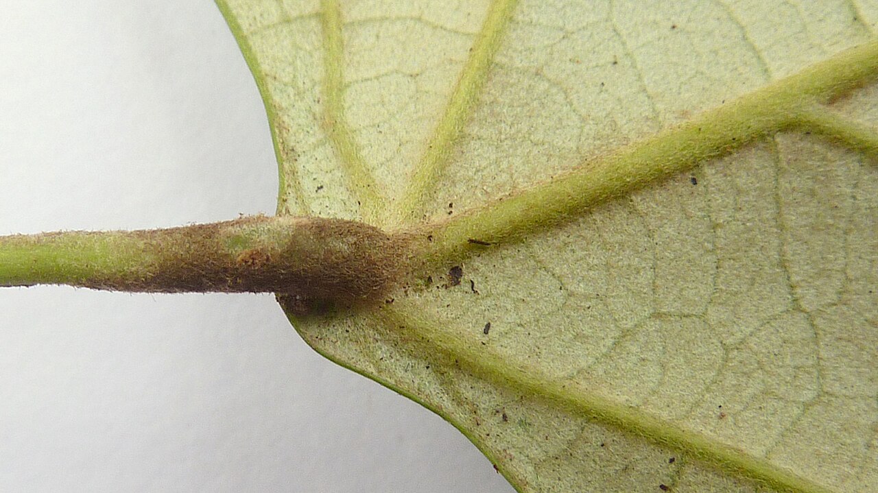 Chondrodendron microphyllum