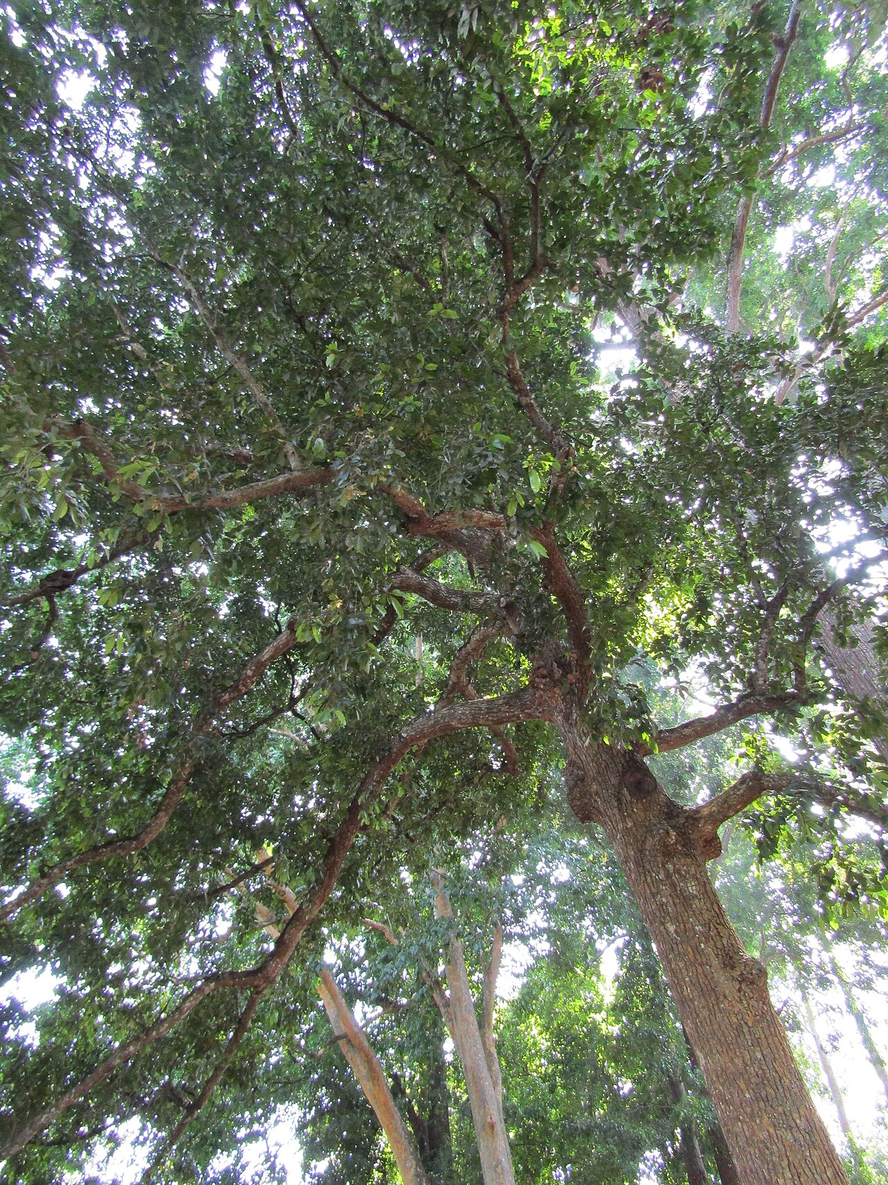 Calophyllum tomentosum