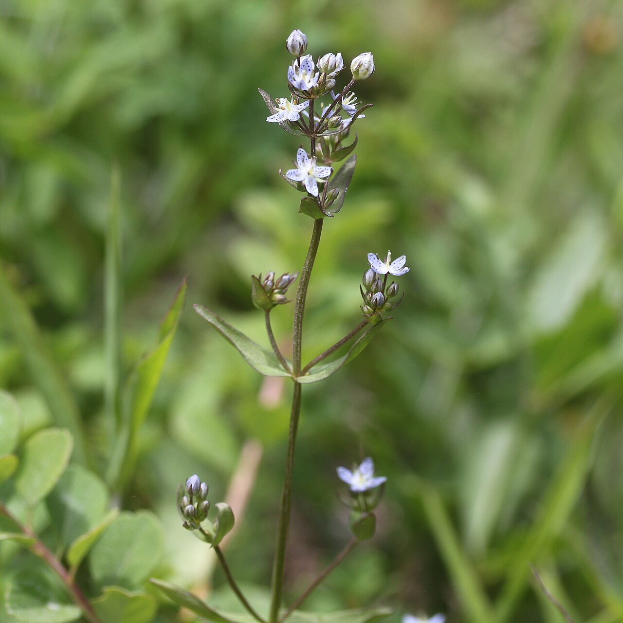 Swertia tetrapetala