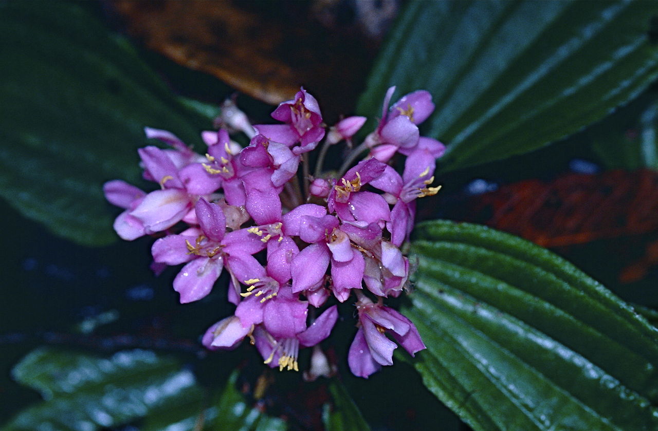 Phyllagathis elliptica