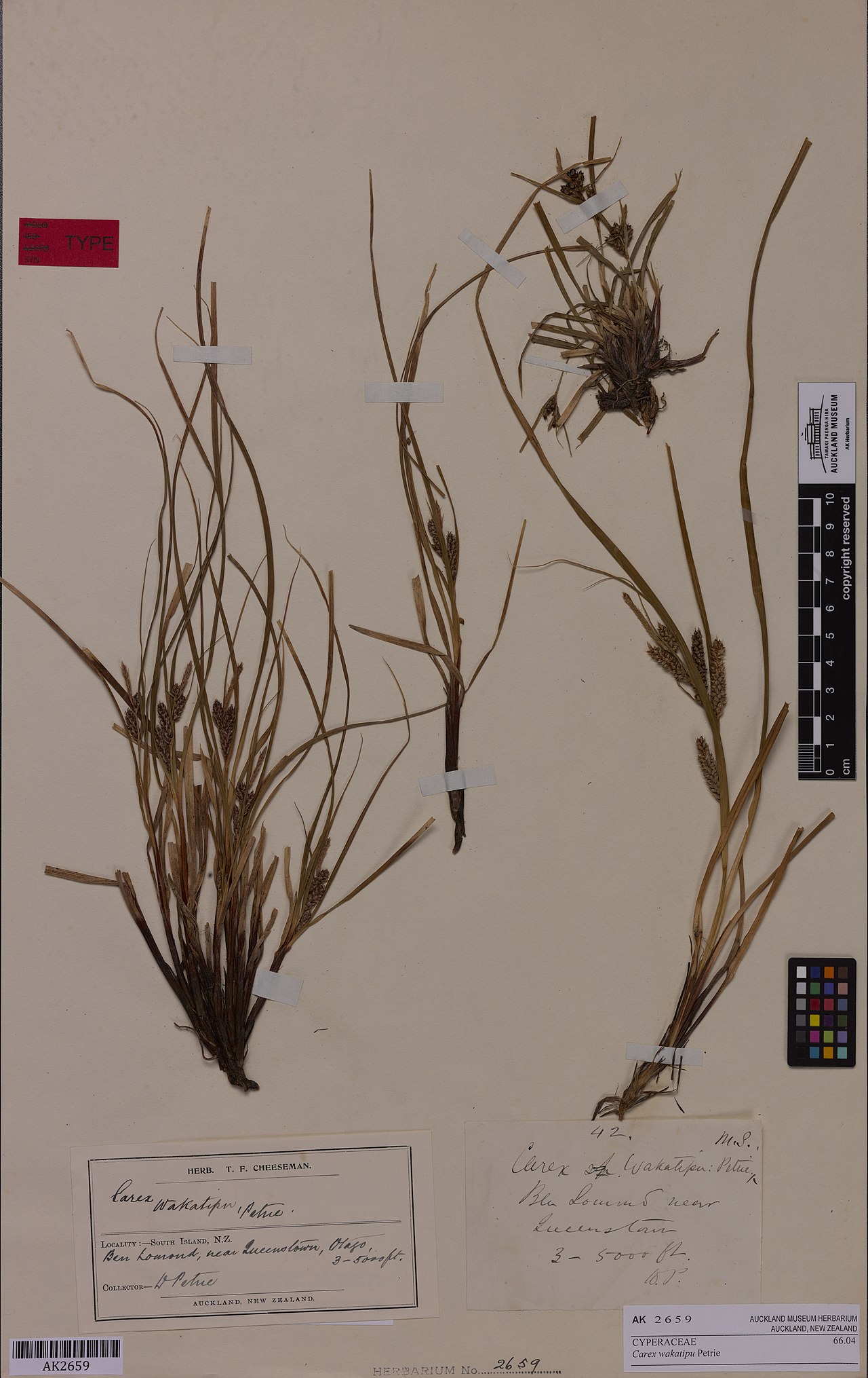 Carex wakatipu