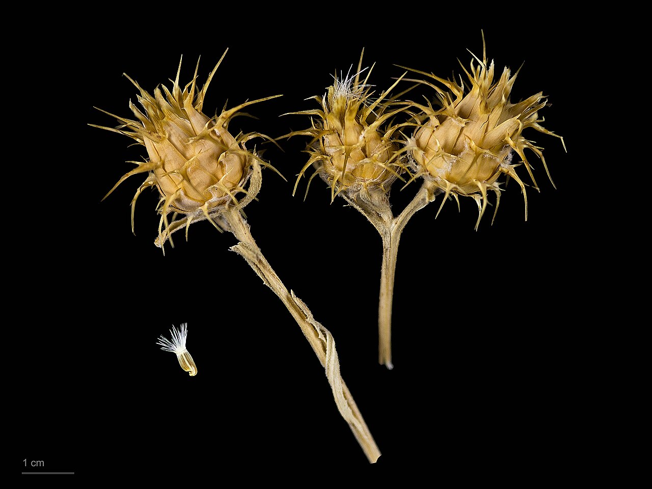 Centaurea melitensis