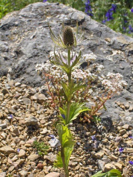 Eryngium alpinum