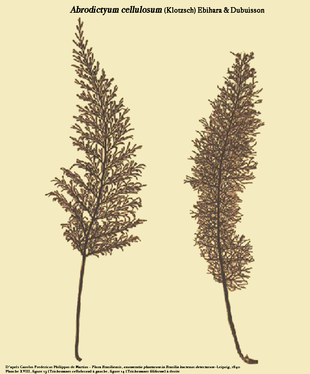 Abrodictyum cellulosum