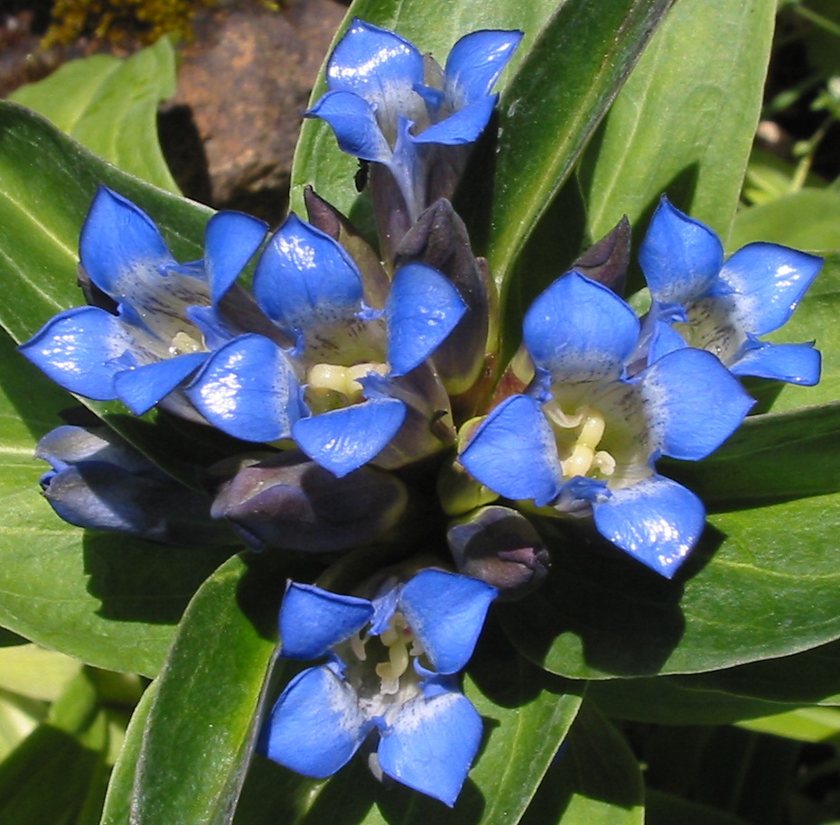 Gentiana cruciata