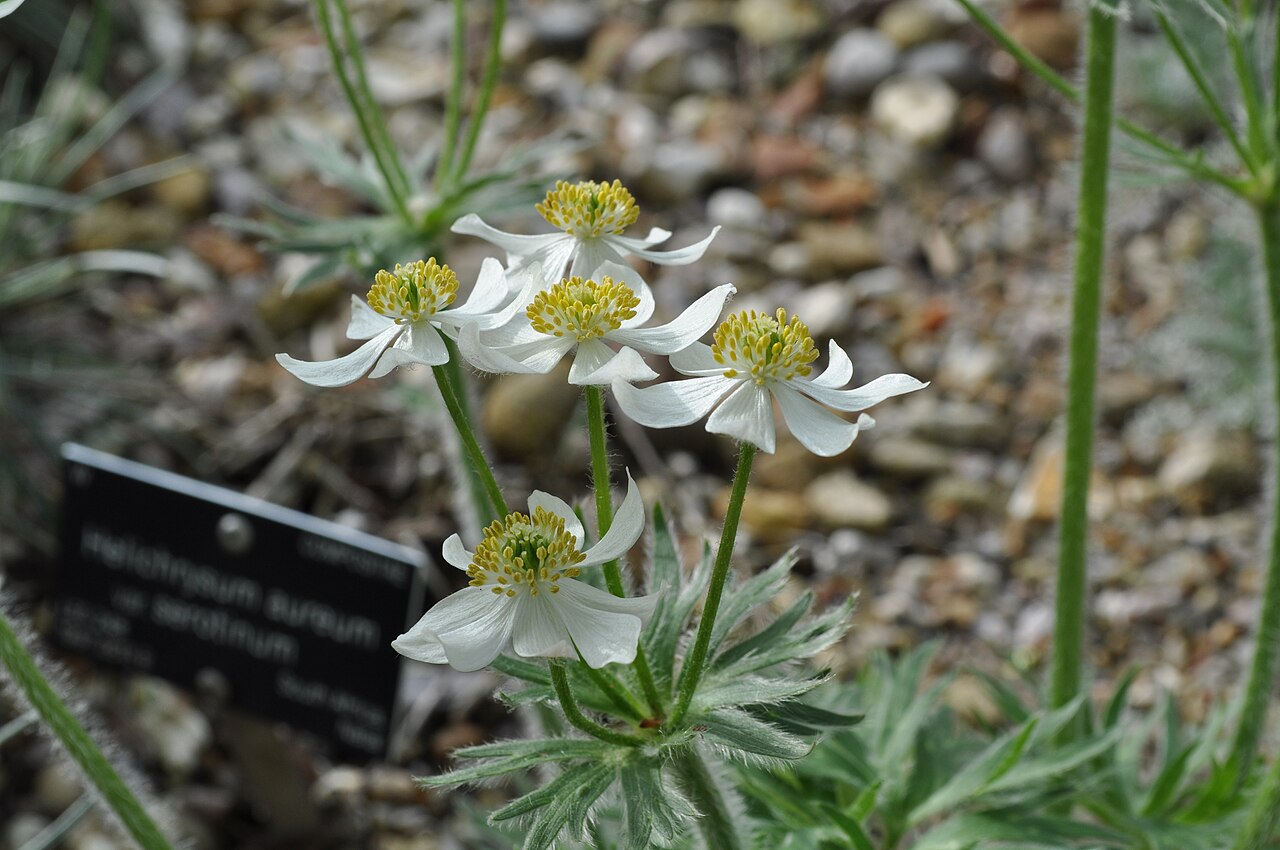 Anemone narcissiflora