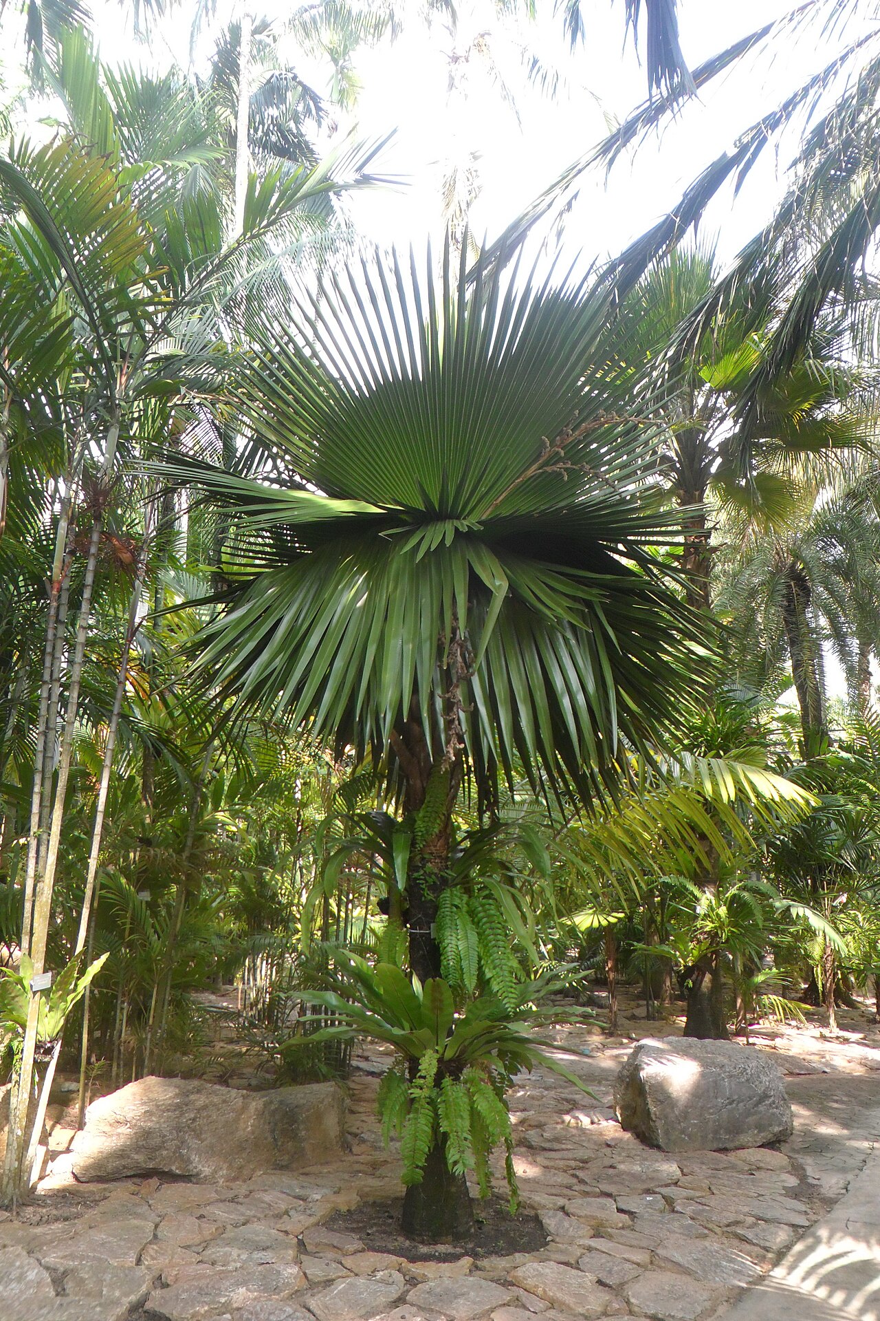 Copernicia macroglossa