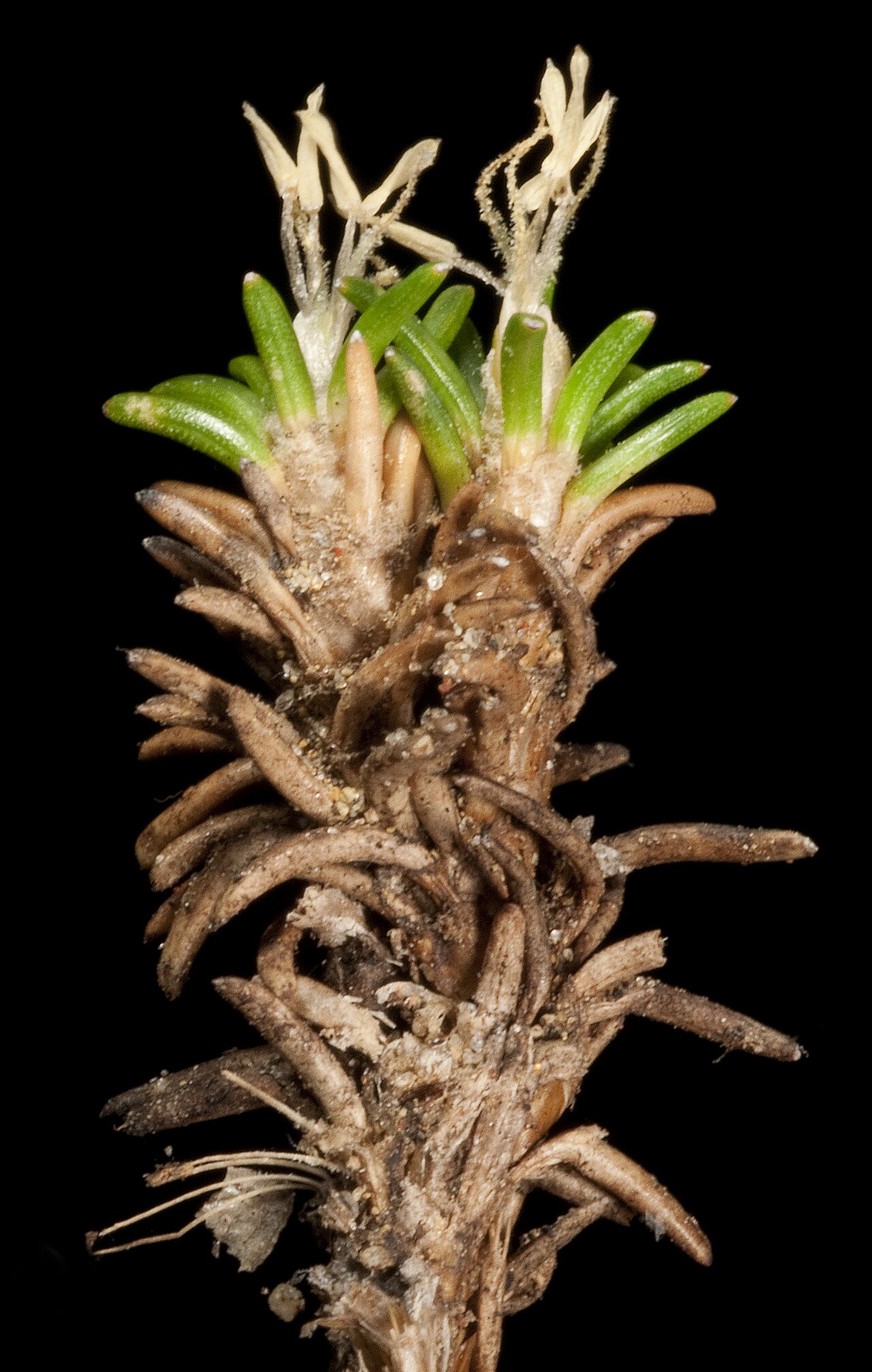 Schoenus calcatus