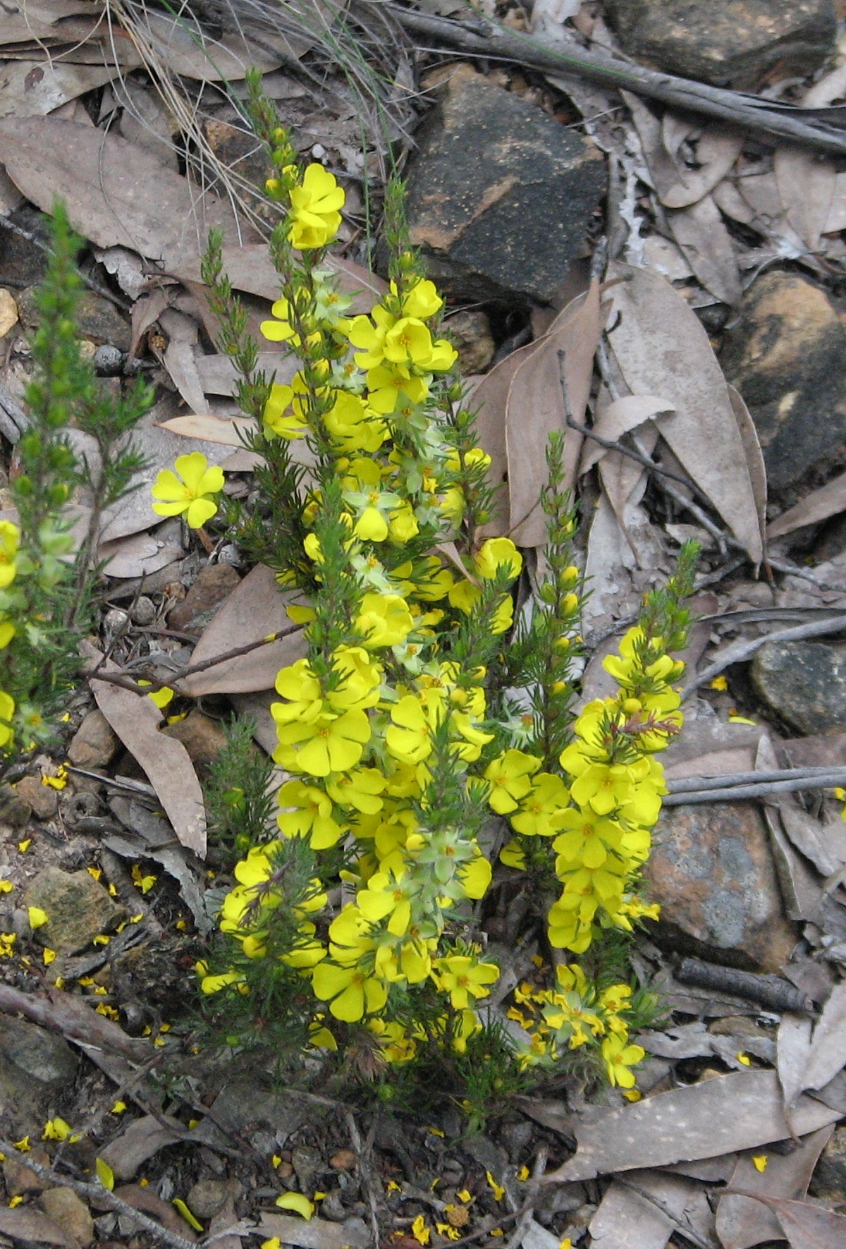 Bundled Guinea-flower