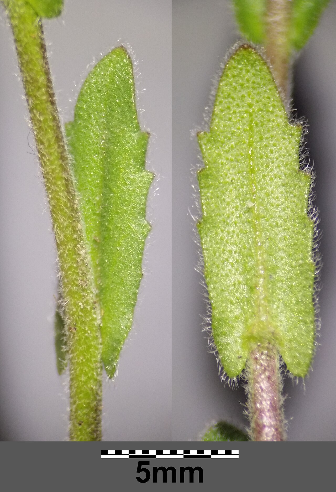 Arabis auriculata