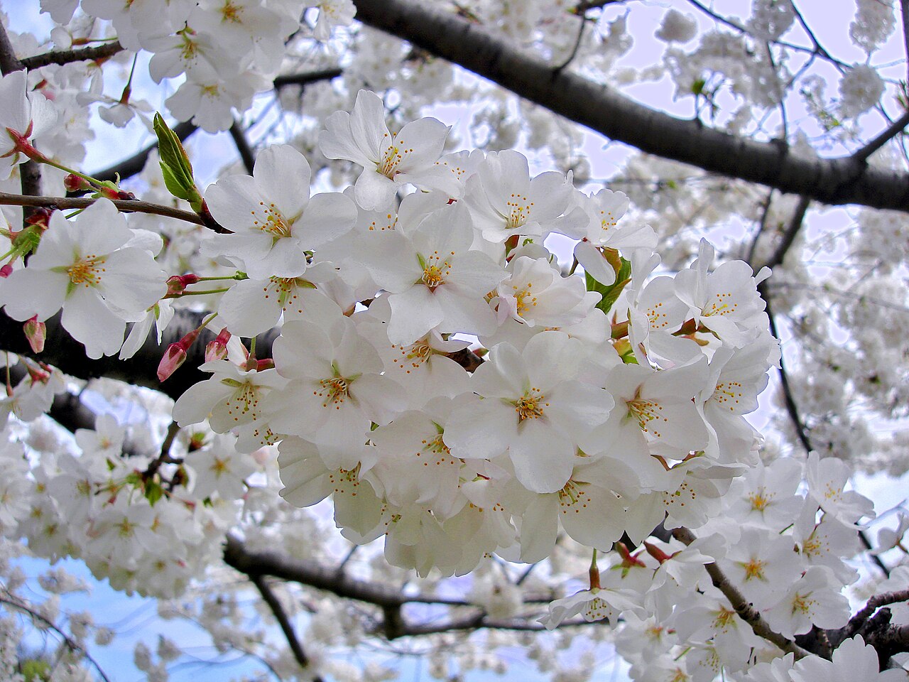 Prunus × yedoensis