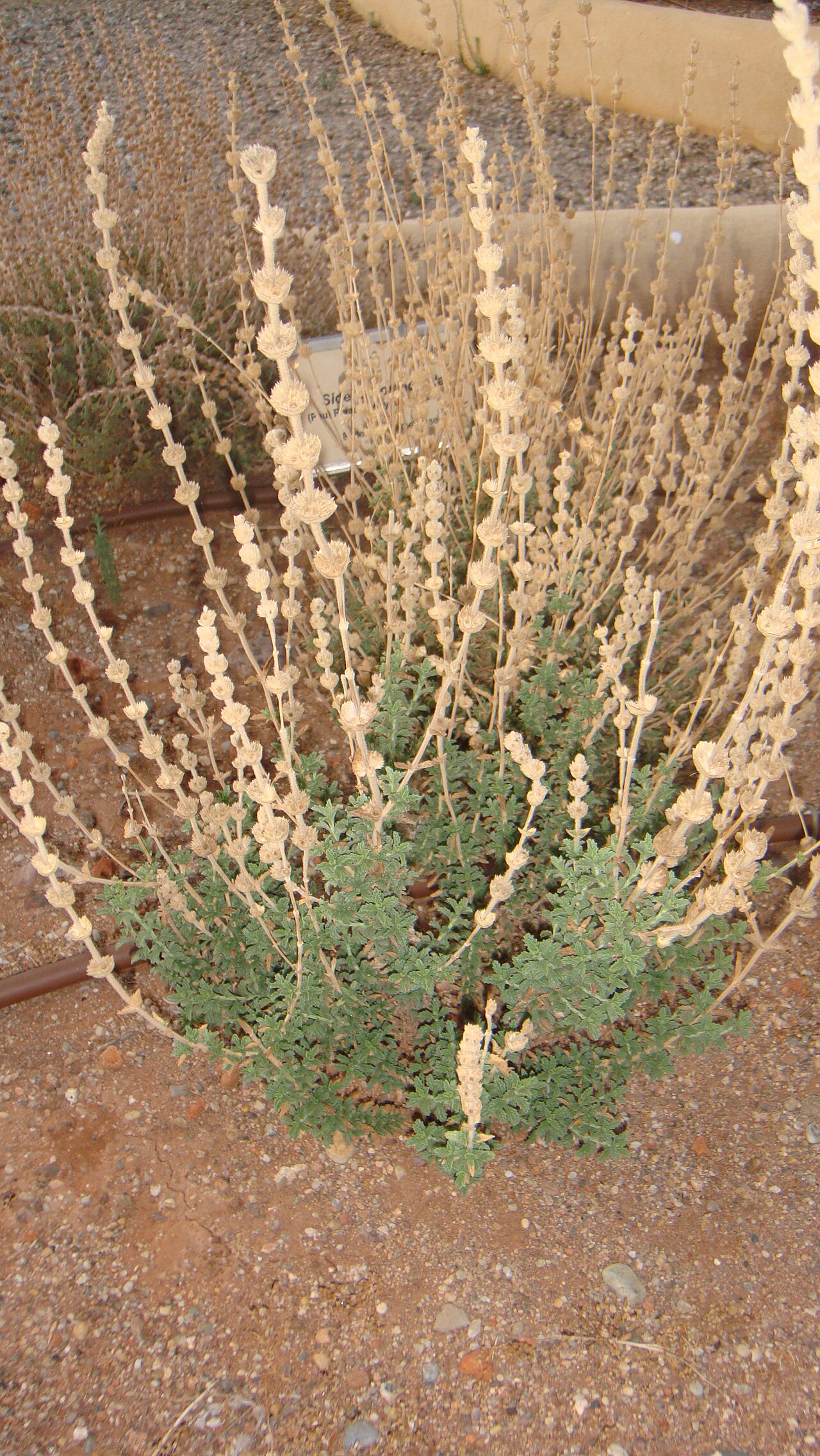 Sideritis osteoxylla