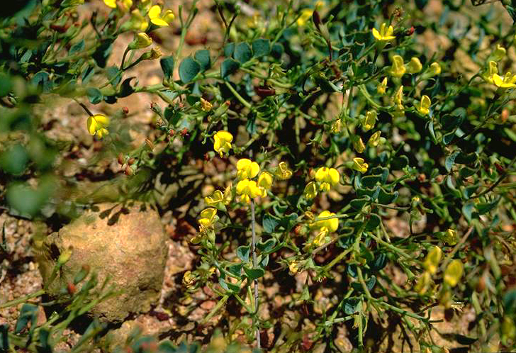 Daviesia lancifolia