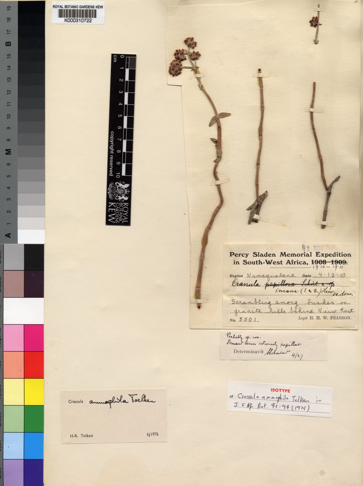 Crassula ammophila