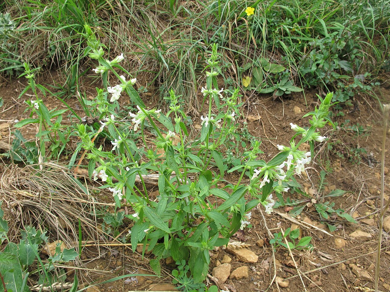 Stachys annua