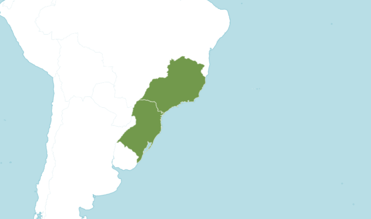 Attalea dubia