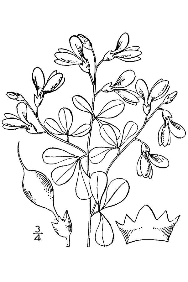 Baptisia tinctoria