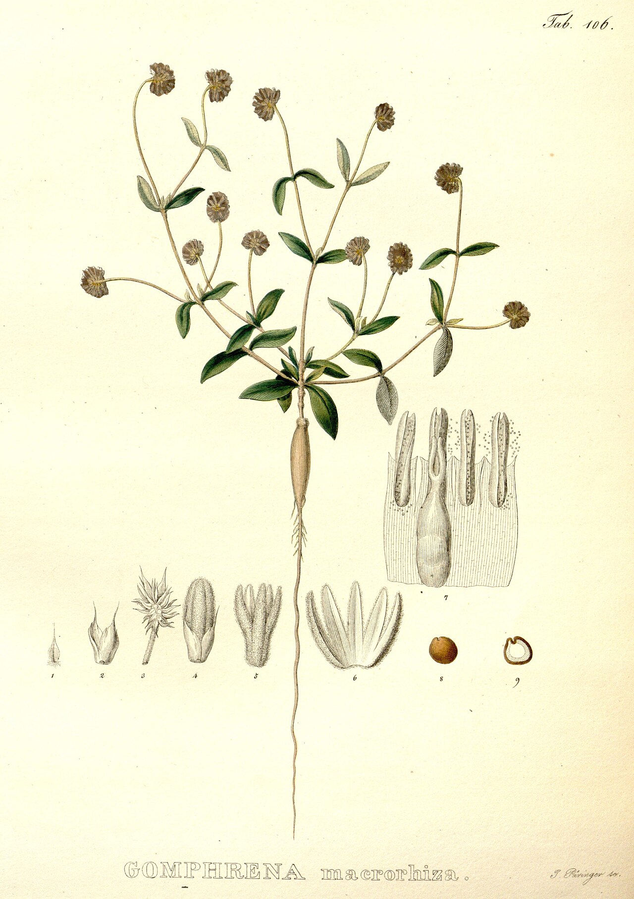 Gomphrena prostrata