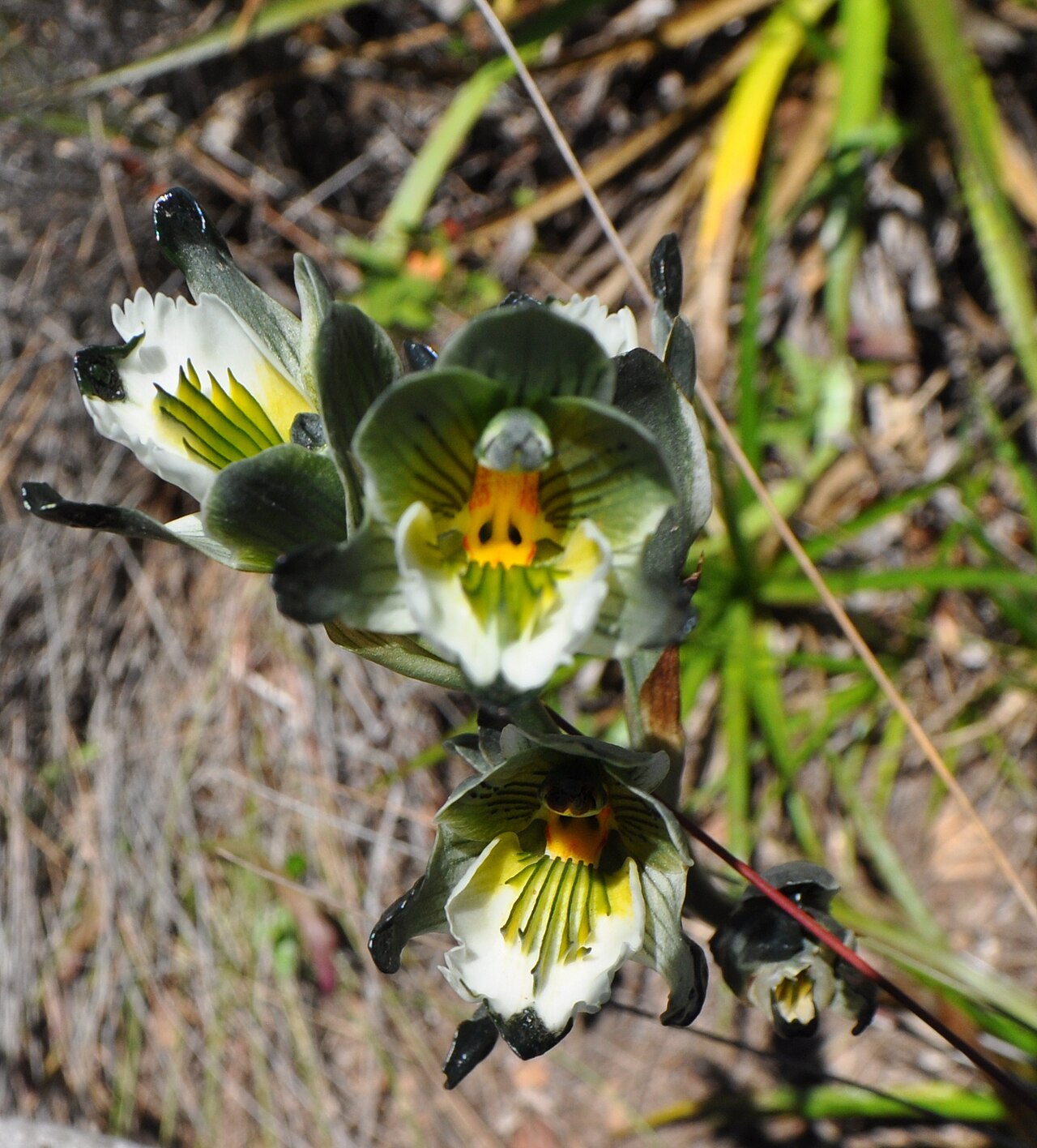 Chloraea bletioides
