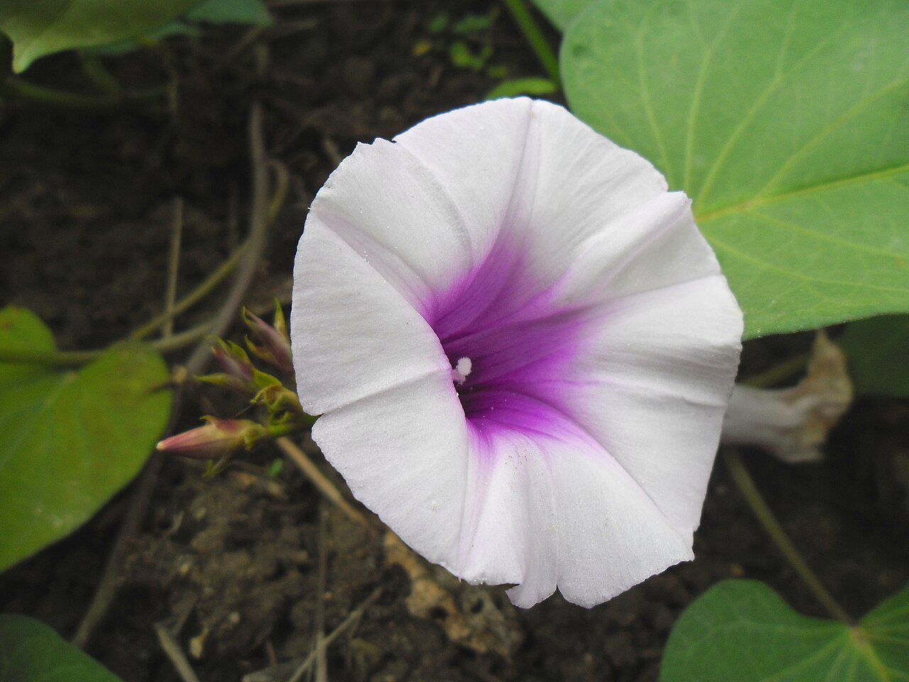 Convolvulus candicans
