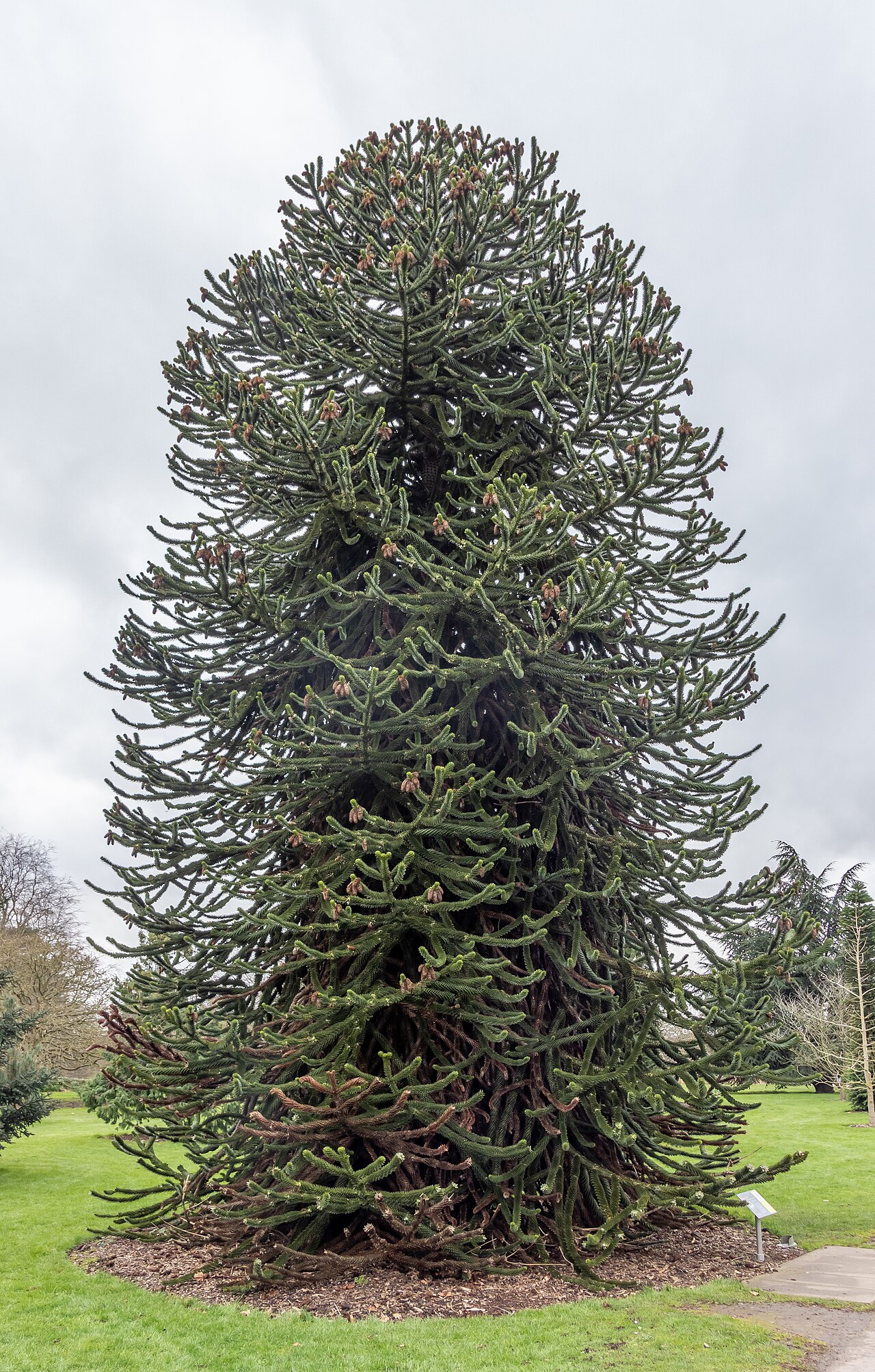 Araucaria araucana