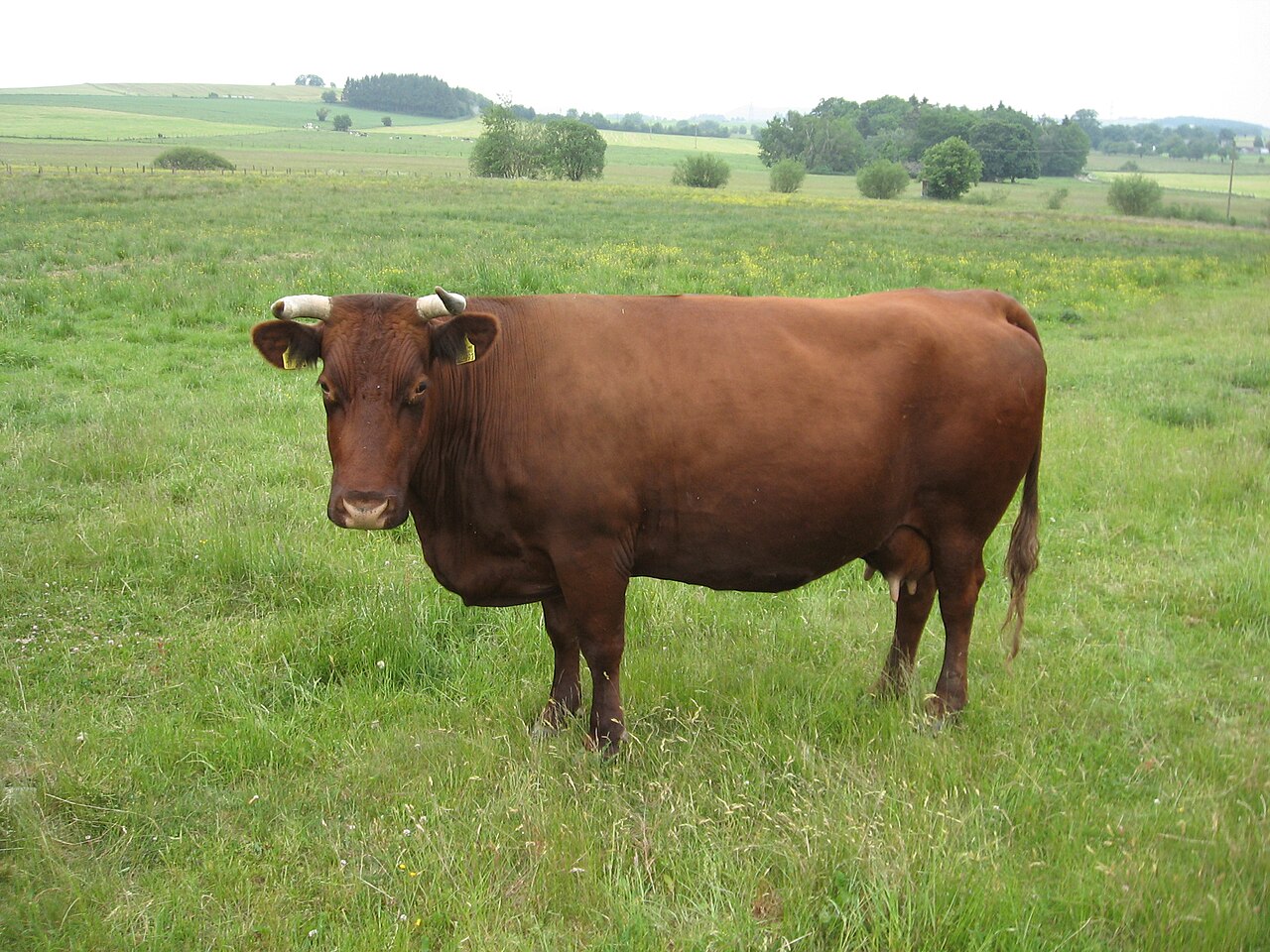 Rotes Höhenvieh