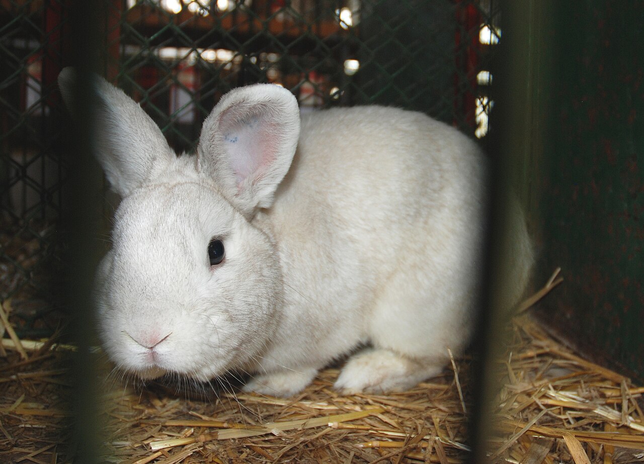 Czech Black Guard Haired Rabbit