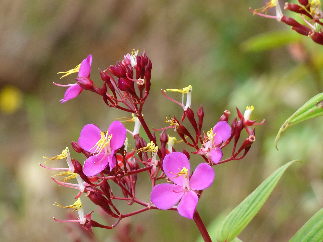 Monochaetum bonplandii