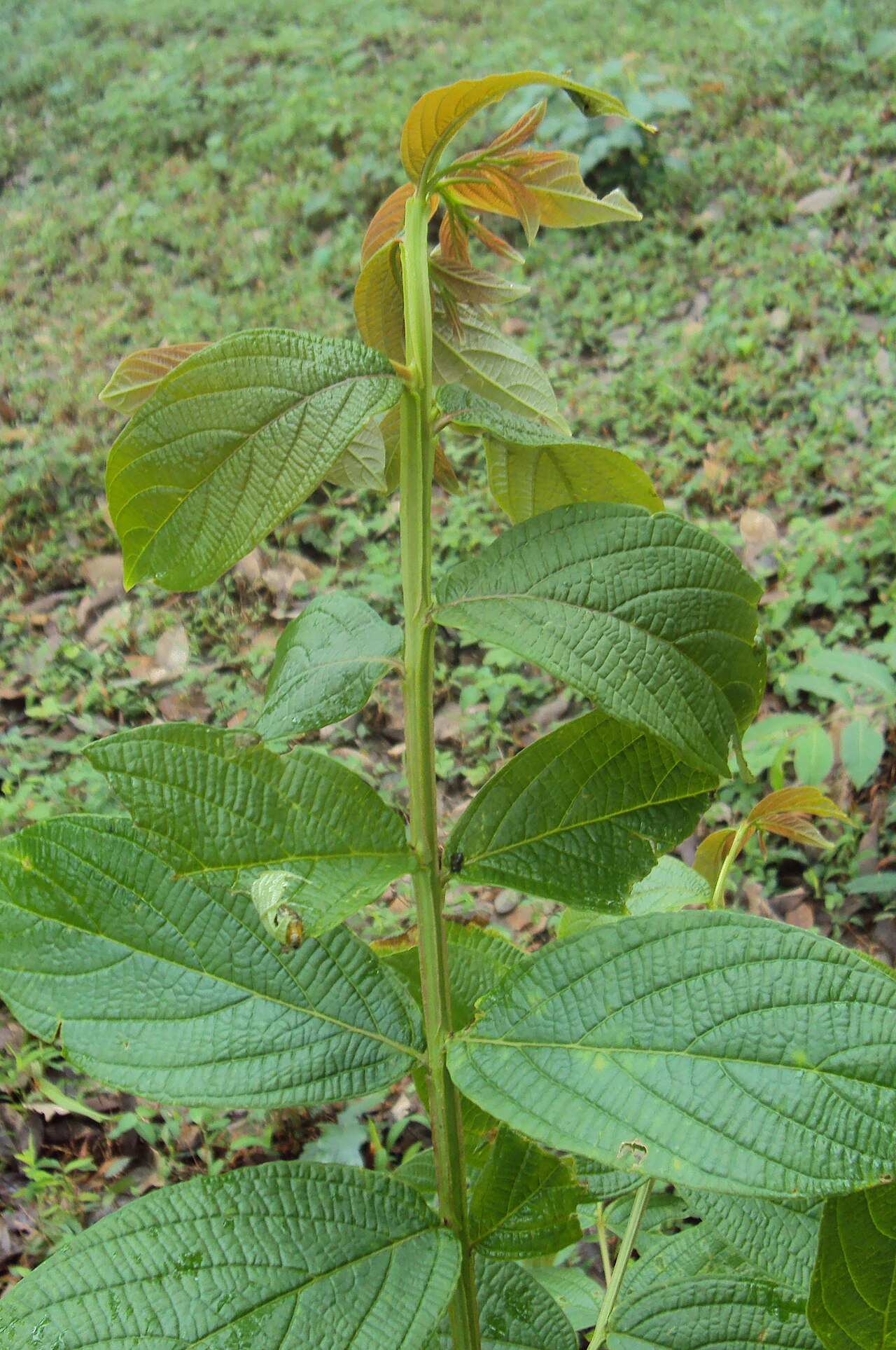 Lagerstroemia microcarpa