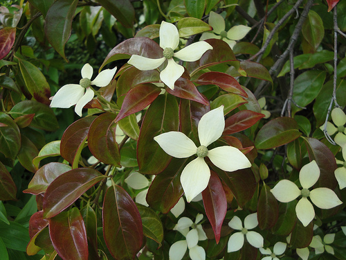Cornus angustata