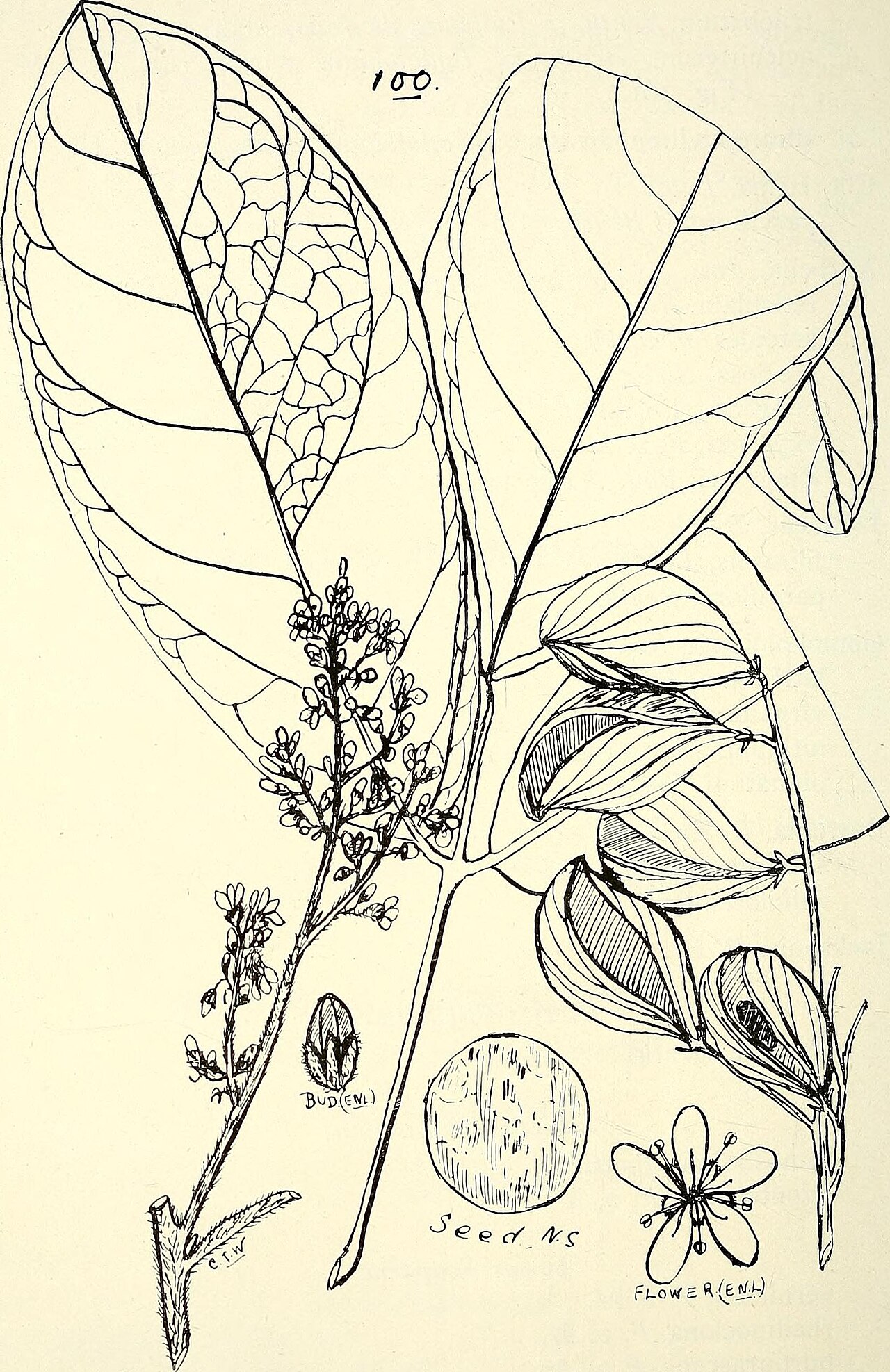 Chorizema parviflorum