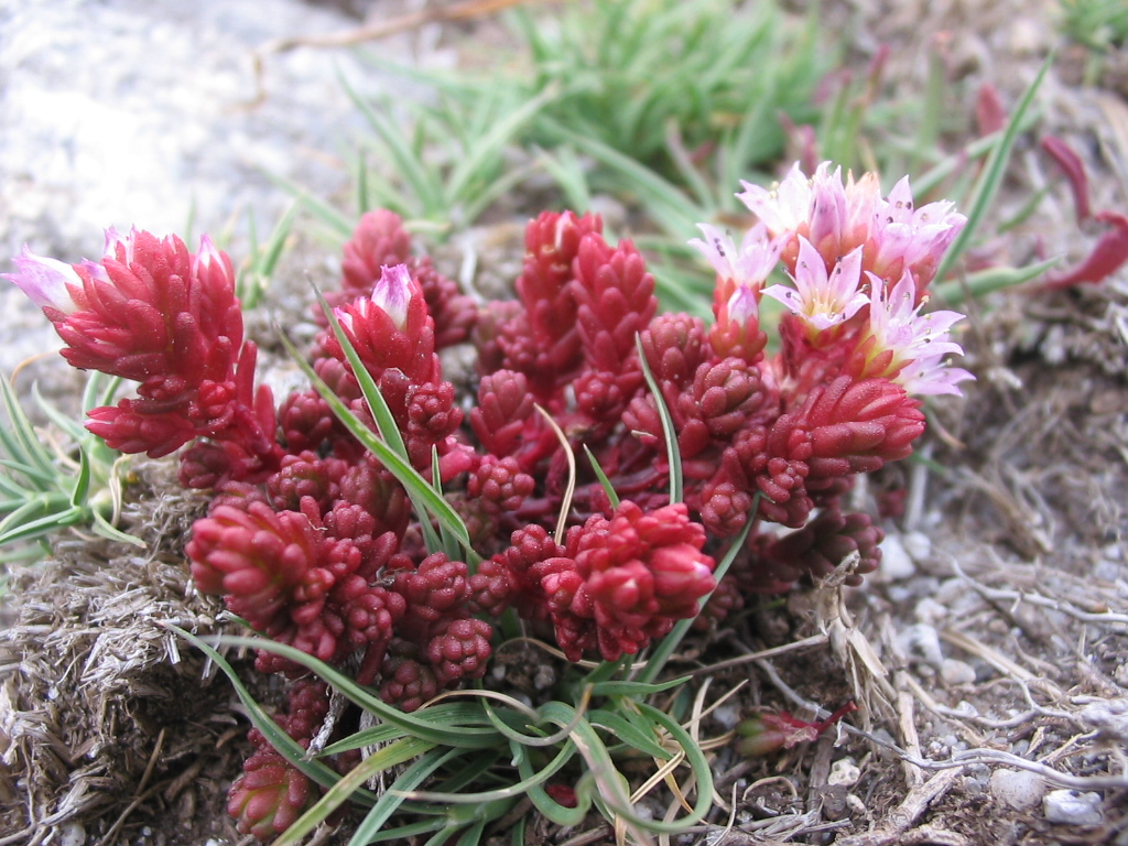 Sedum candollei