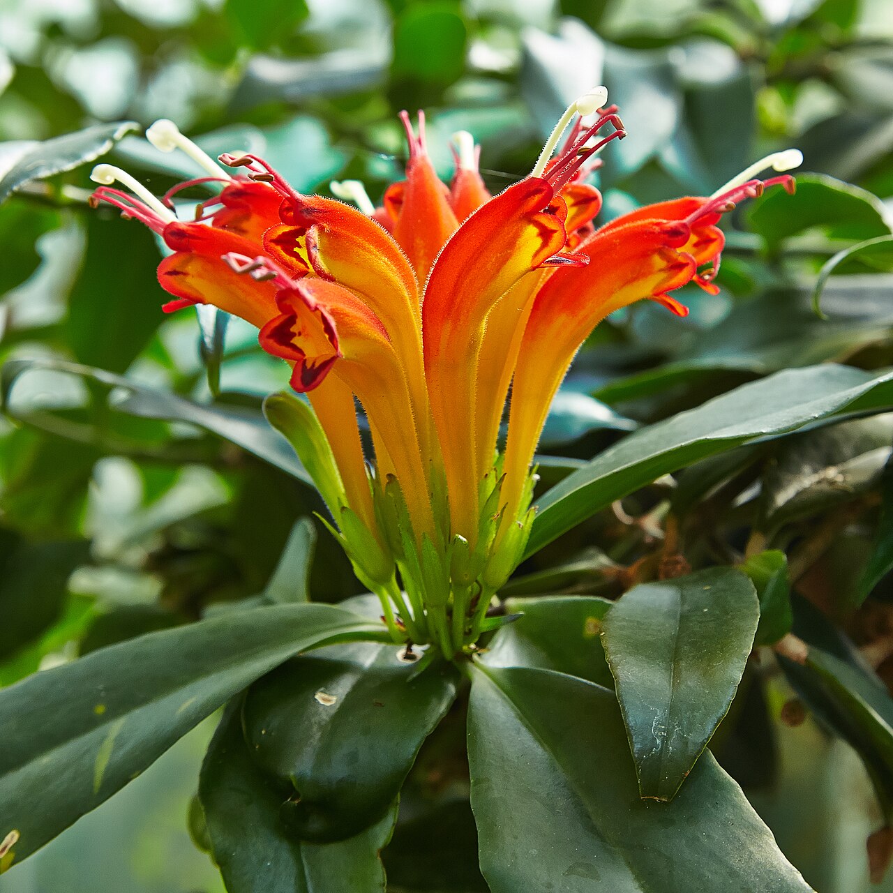 Aeschynanthus speciosus