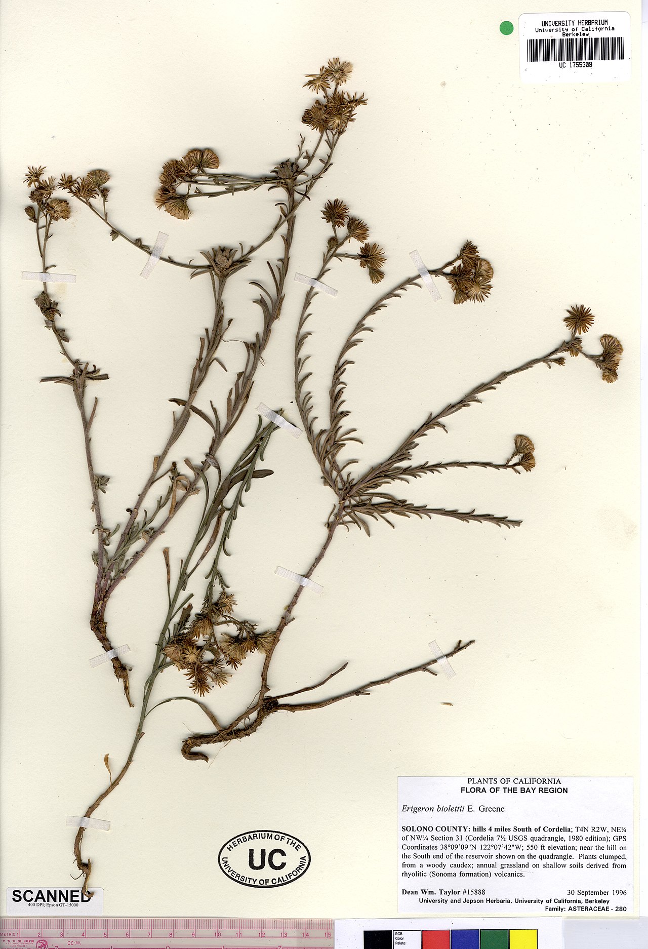 Erigeron biolettii