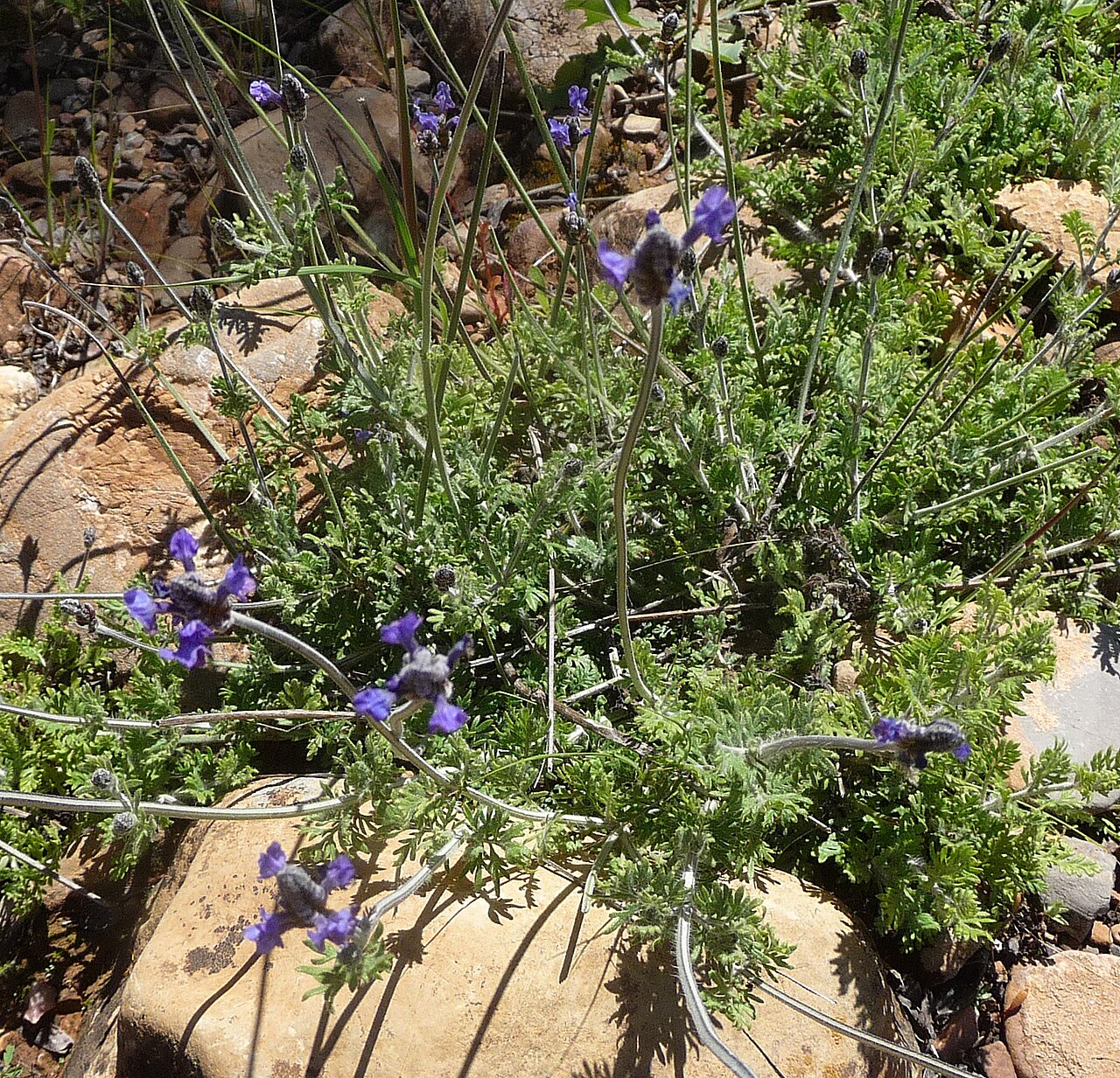 Lavandula maroccana