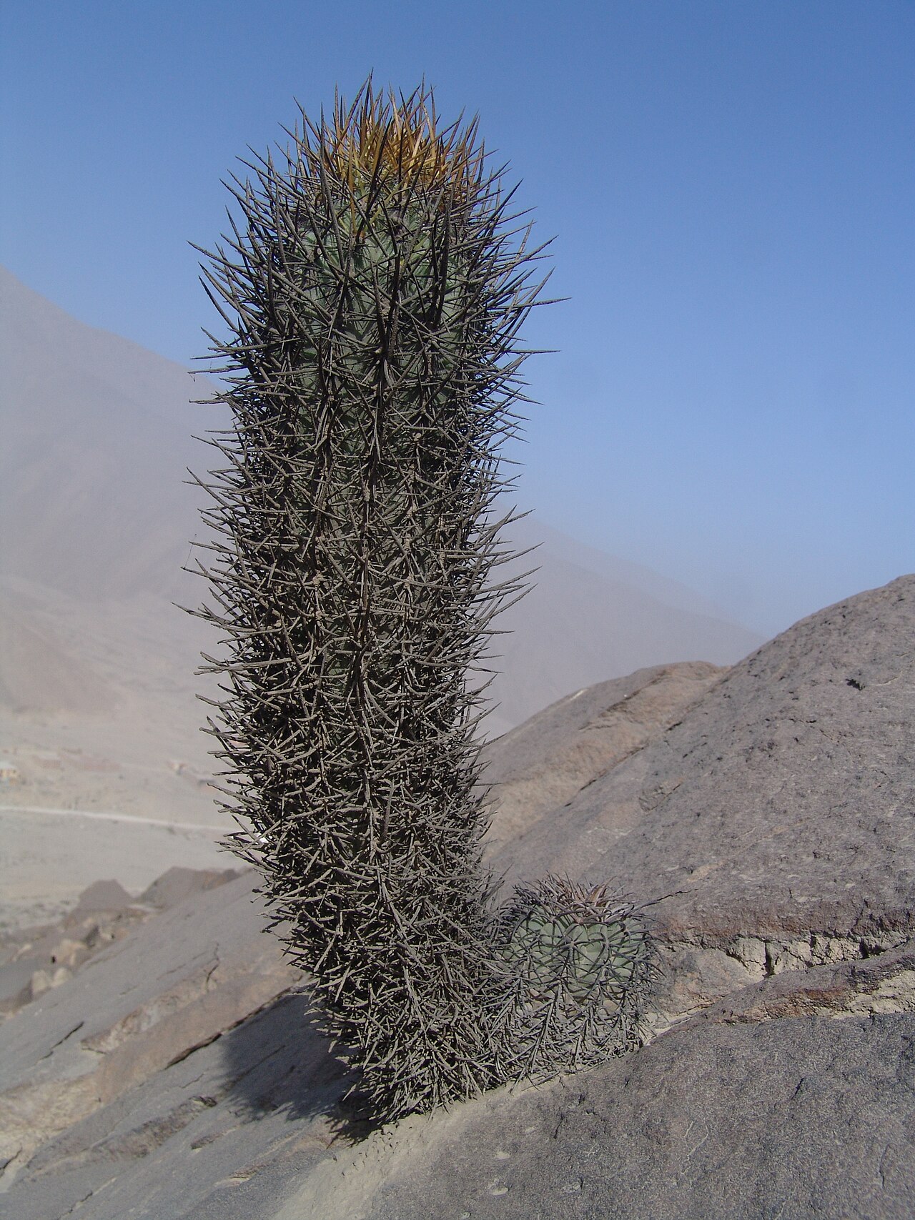 Cleistocactus xylorhizus