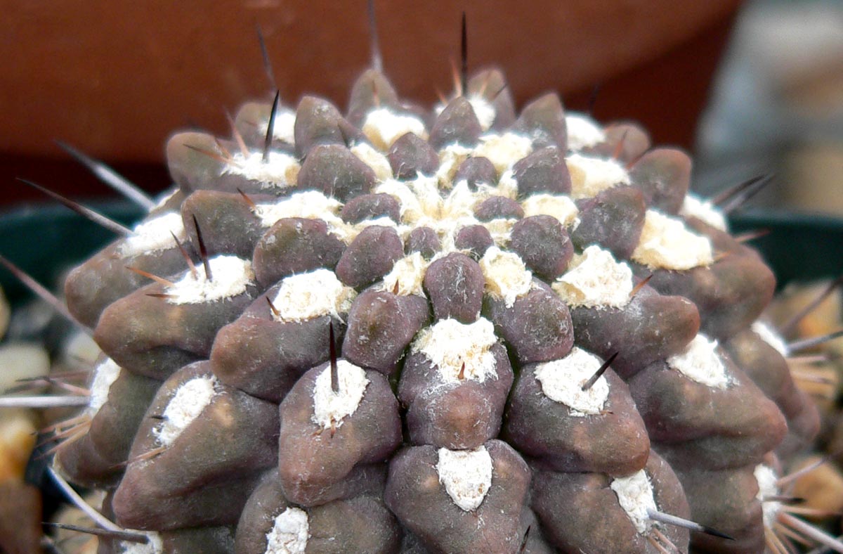 Eriosyce heinrichiana