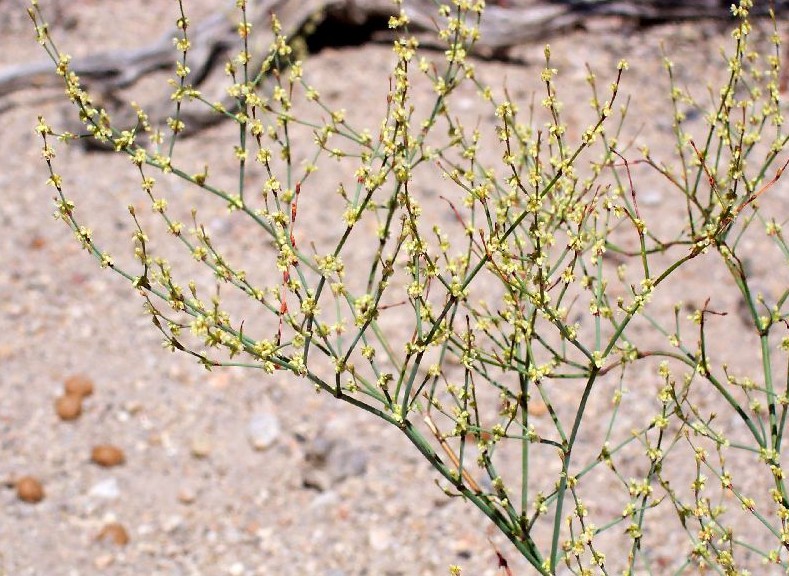 Eriogonum brachyanthum