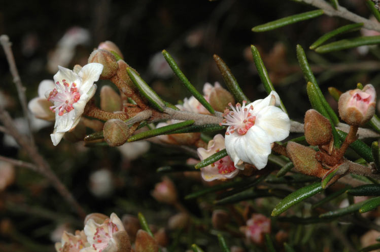Ricinocarpos bowmanii