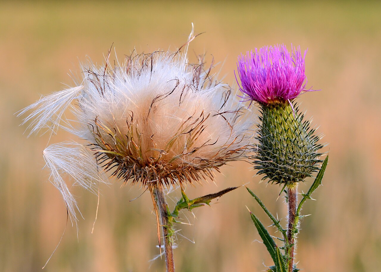 Spear thistle