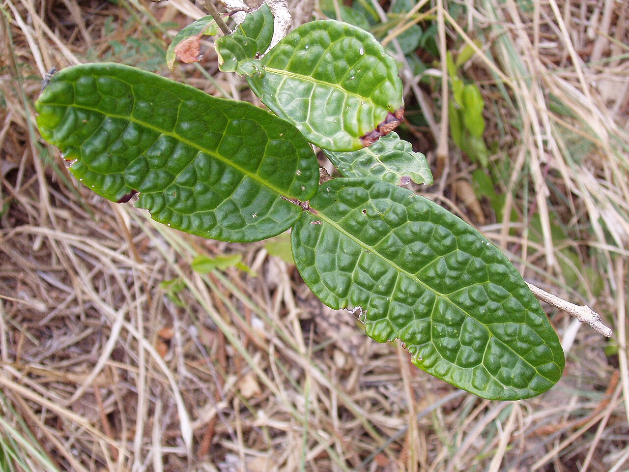 Eugenia bullata