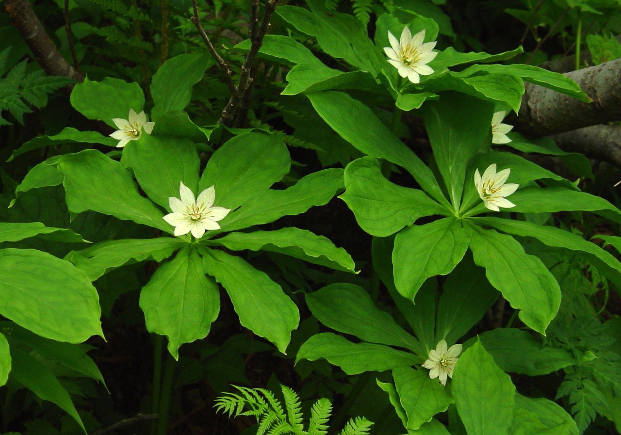 Paris japonica