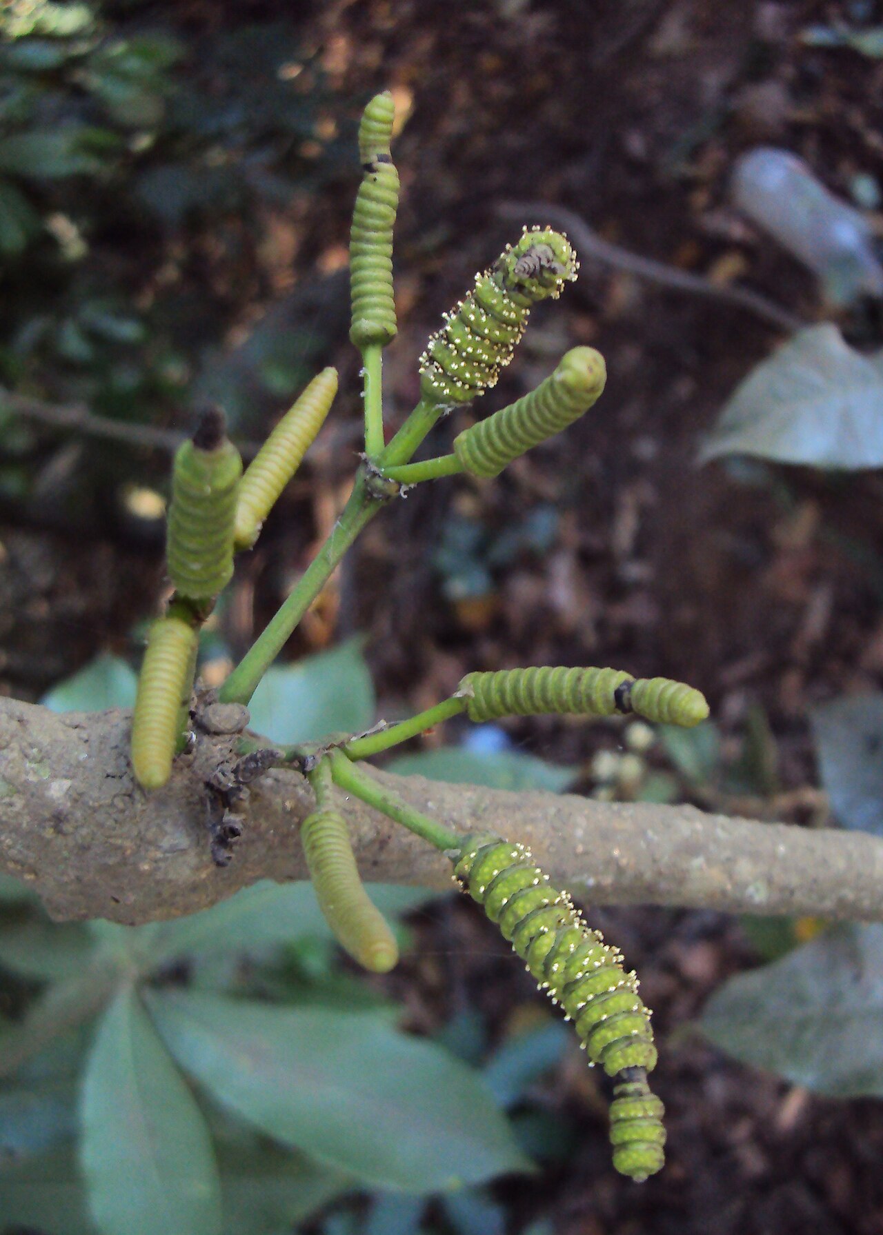 Gnetum funiculare