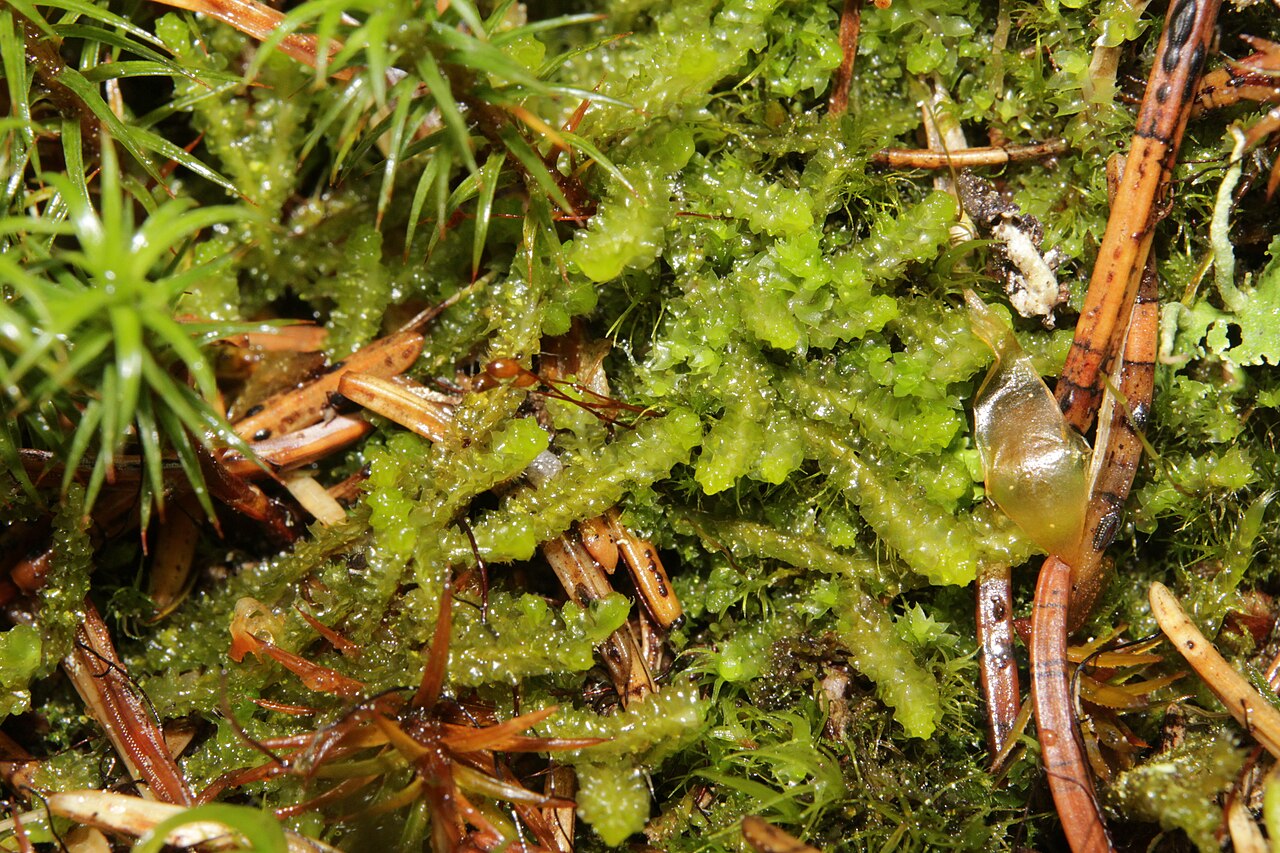 Barbilophozia hatcheri
