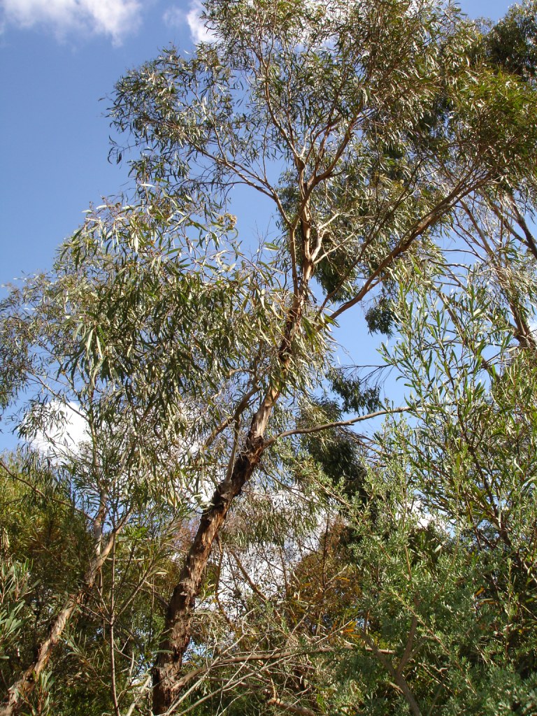 Blue-leaved mallee or simply blue mallee