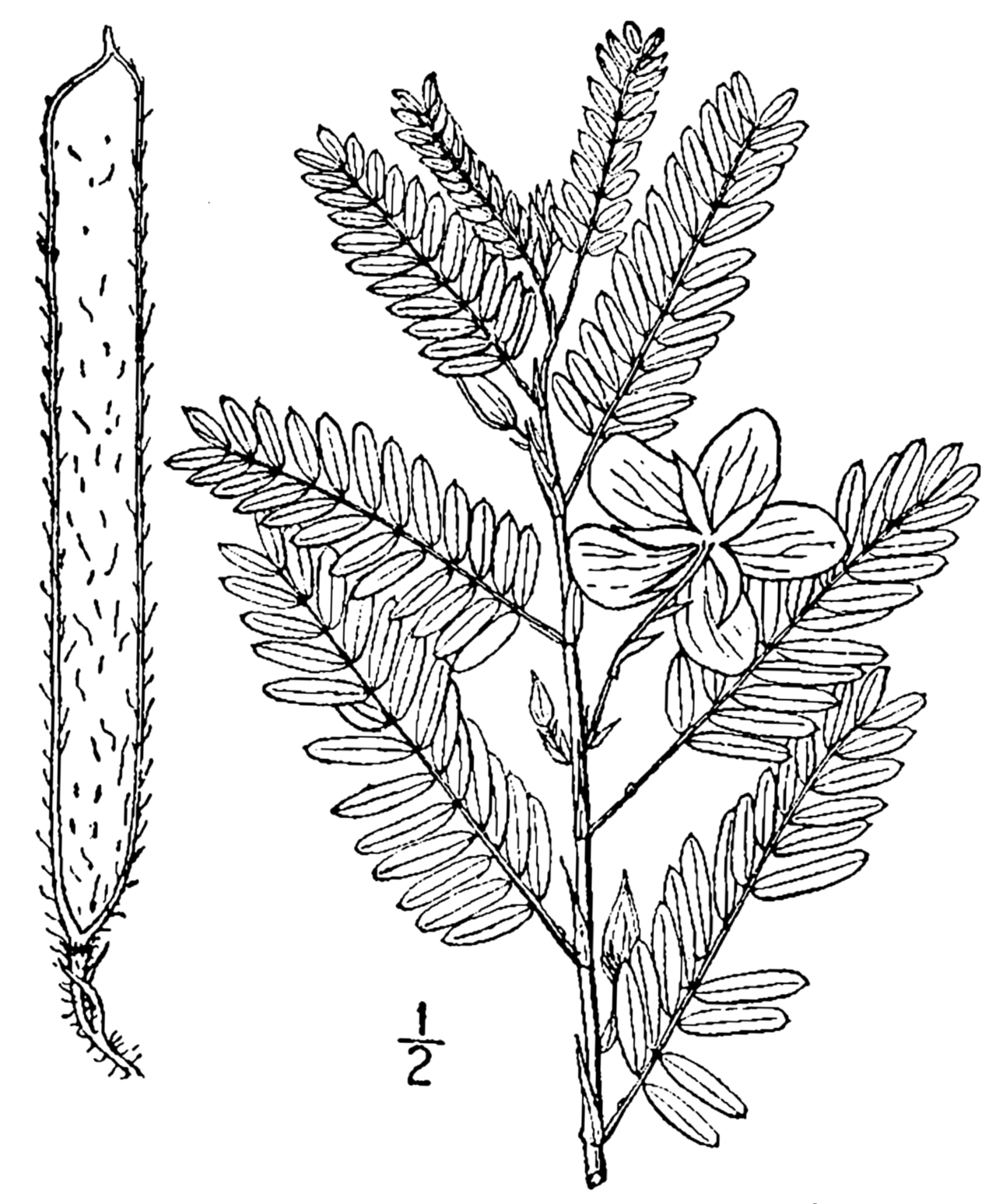 Chamaecrista fasciculata