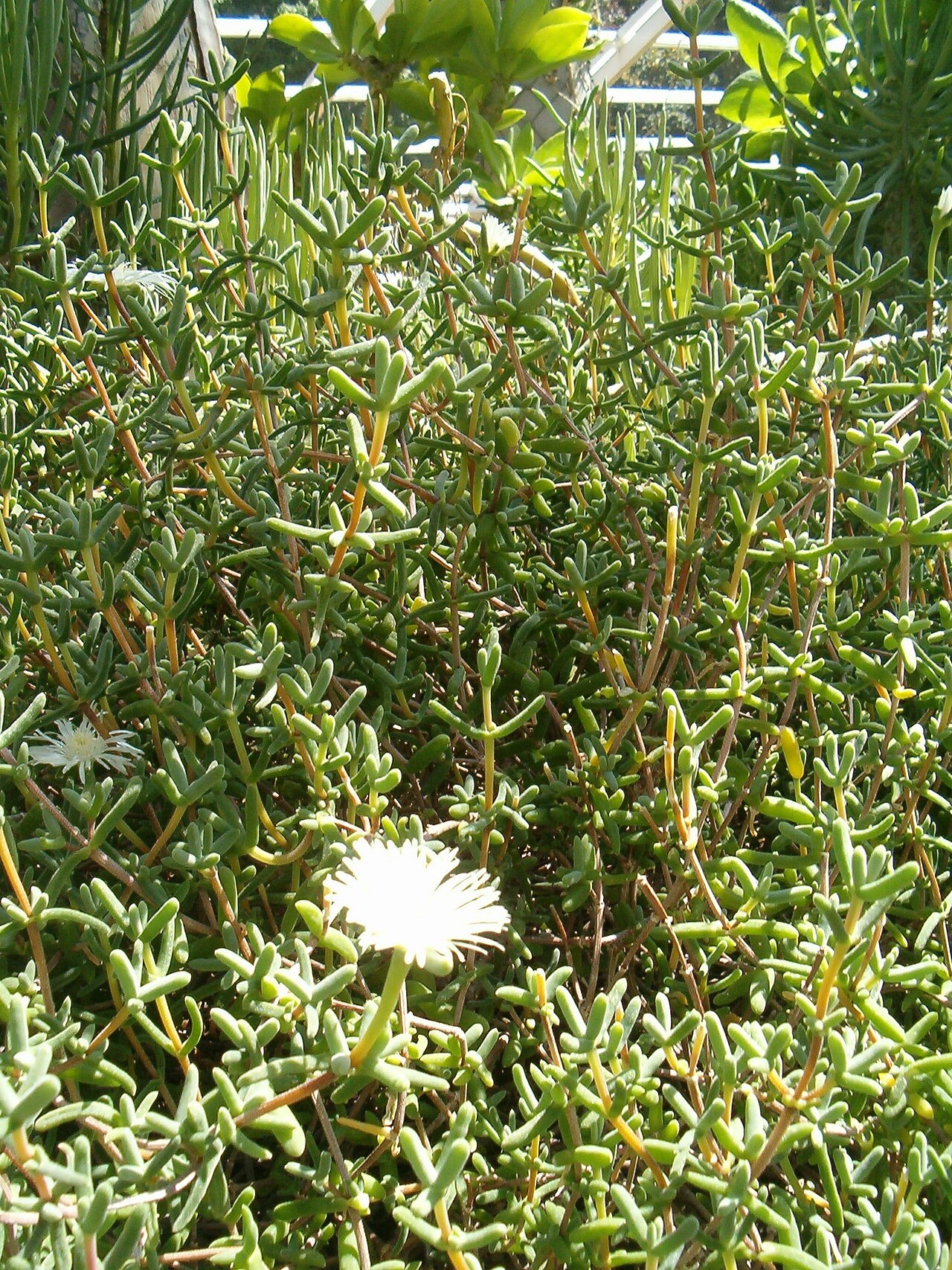 Drosanthemum diversifolium