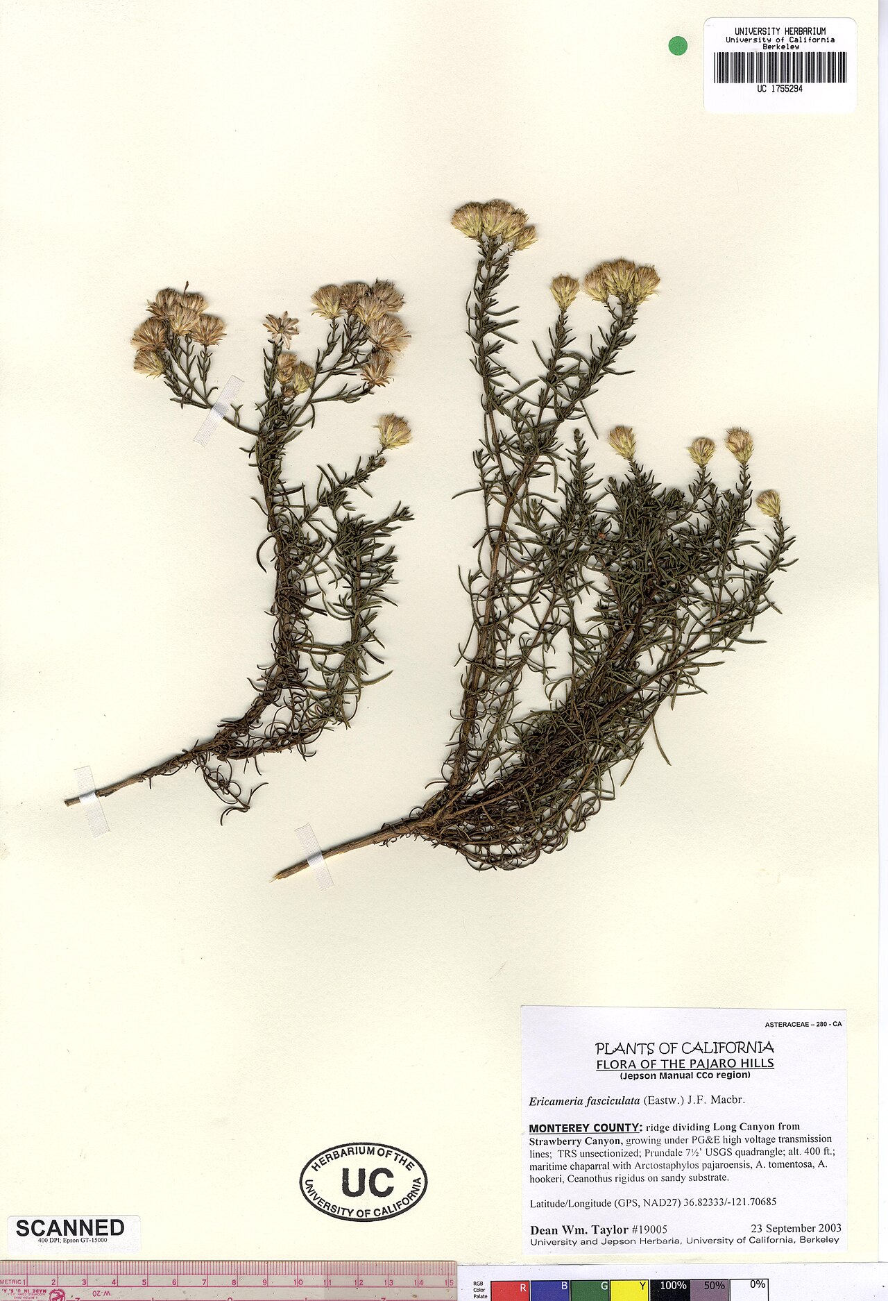 Ericameria fasciculata